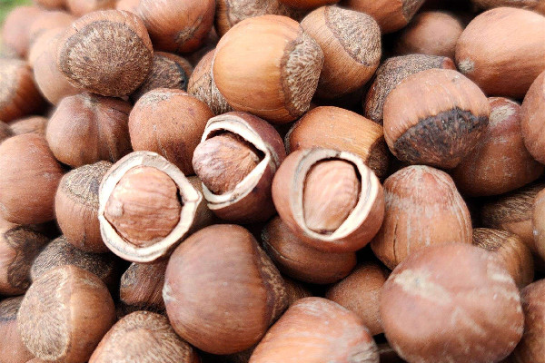 榛子是什么樹的果實 榛子是哪個地方的特產