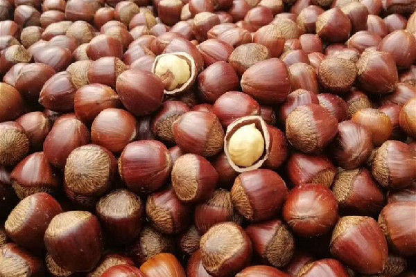 榛子是什么樹的果實 榛子是哪個地方的特產