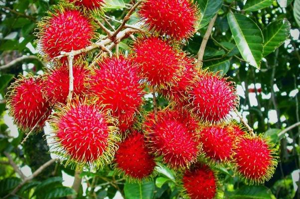 紅毛丹是進(jìn)口水果嗎 紅毛丹它是屬于越南的水果嗎 紅毛丹是進(jìn)口水果嗎 紅毛丹它是屬于越南的水果嗎