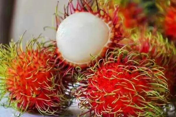 紅毛丹是進(jìn)口水果嗎 紅毛丹它是屬于越南的水果嗎 紅毛丹是進(jìn)口水果嗎 紅毛丹它是屬于越南的水果嗎