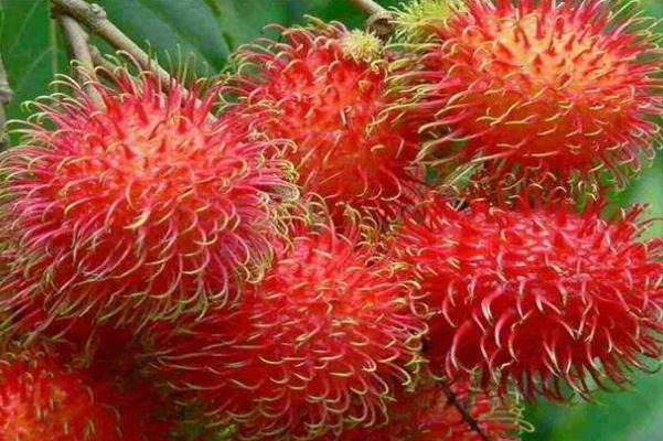 紅毛丹對胃好嗎 胃痛可以吃紅毛丹嗎 紅毛丹對胃好嗎 胃痛可以吃紅毛丹嗎