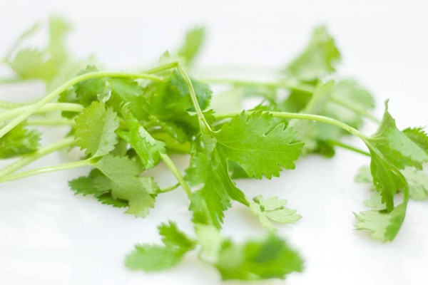 香菜如何選購(gòu) 香菜如何長(zhǎng)期保存