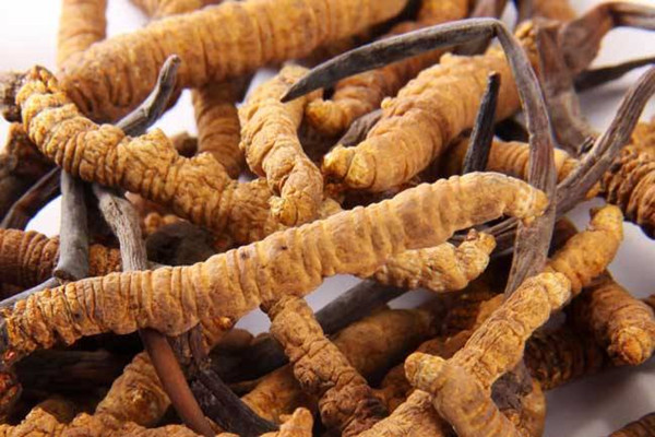 冬蟲夏草能和西洋參一起吃嗎 冬蟲夏草可以和黃芪一起吃嗎 冬蟲夏草能和西洋參一起吃嗎 冬蟲夏草可以和黃芪一起吃嗎