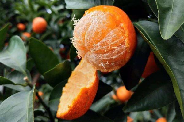 沙糖桔的糖分含量高嗎 血糖高能吃沙糖桔嗎 沙糖桔的糖分含量高嗎 血糖高能吃沙糖桔嗎