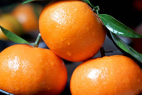 沃柑一天吃幾個(gè)比較好 沃柑能否空腹吃 沃柑一天吃幾個(gè)比較好 沃柑能否空腹吃