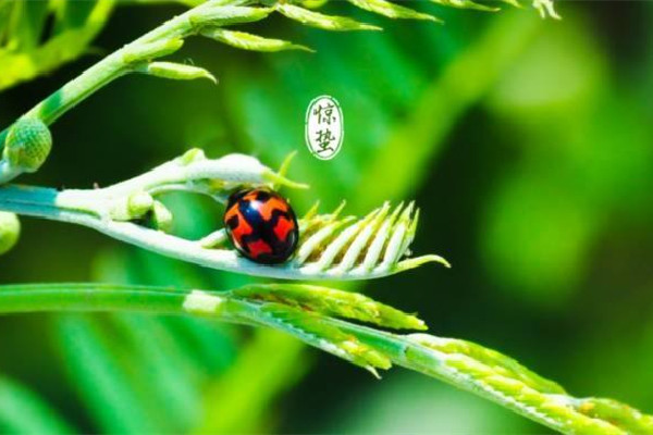 驚蟄的來歷和風俗 驚蟄應(yīng)該吃什么