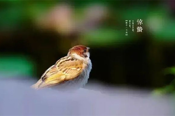 驚蟄要吃梨是什么原因 驚蟄有什么講究 驚蟄要吃梨是什么原因 驚蟄有什么講究