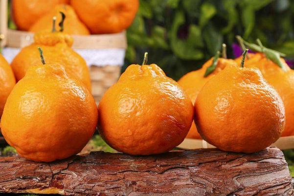 丑橘產(chǎn)地在哪個地方 丑橘要放好久才甜