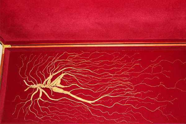 野山參多少錢一支 野山參有收藏價(jià)值嗎 野山參多少錢一支 野山參有收藏價(jià)值嗎