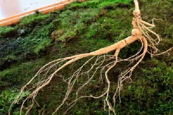 野山參泡酒的功效 野山參泡酒怎么泡 野山參泡酒的功效 野山參泡酒怎么泡