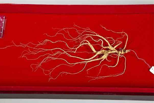 野山參多少錢一支 野山參有收藏價(jià)值嗎 野山參多少錢一支 野山參有收藏價(jià)值嗎