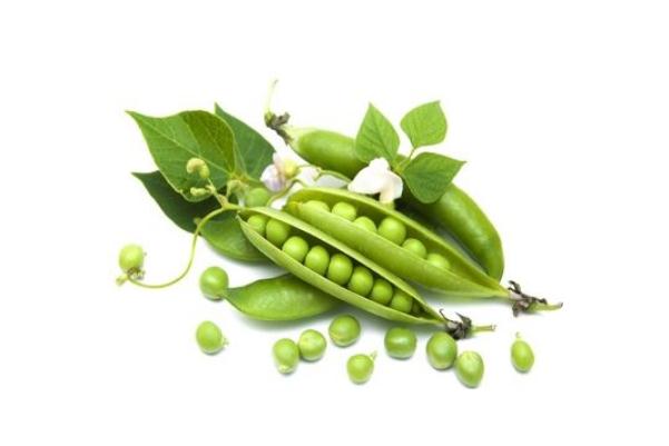 豌豆會不會長胖 豌豆會不會引起脹氣 豌豆會不會長胖 豌豆會不會引起脹氣