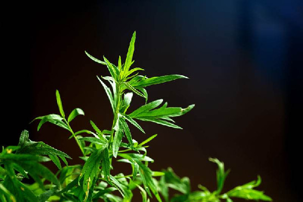 艾草放枕頭里睡覺(jué)好不好 艾草放枕頭里的作用