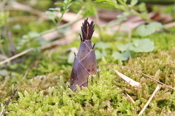 春筍需要焯水嗎 春筍焯水用冷水還是熱水 春筍需要焯水嗎 春筍焯水用冷水還是熱水