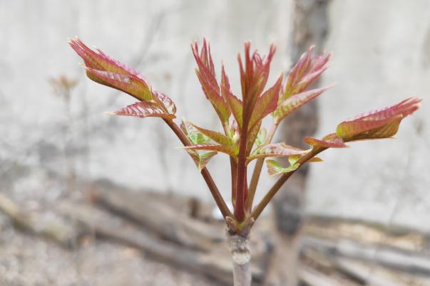 香椿有多少種類 香椿有什么營養(yǎng)價值 香椿有多少種類 香椿有什么營養(yǎng)價值