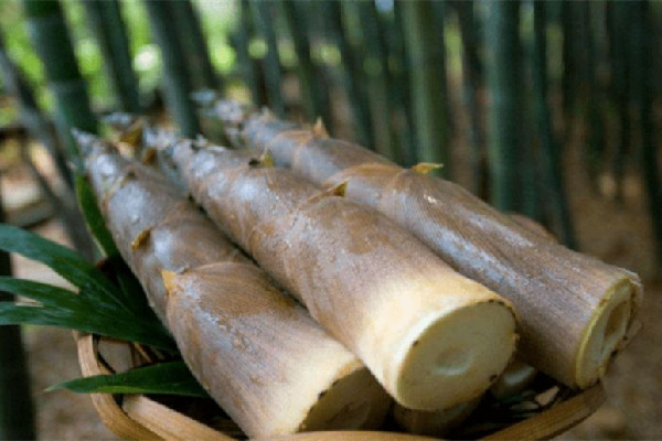 春筍的嘌呤高嗎 春筍痛風(fēng)的人可以吃嗎 春筍的嘌呤高嗎 春筍痛風(fēng)的人可以吃嗎