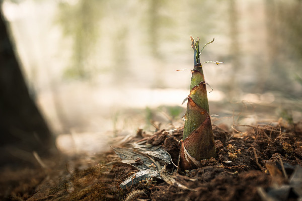 春筍幾月份長(zhǎng)出來 春筍是什么竹子的筍
