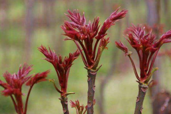香椿是刺嫩芽嗎 香椿要不要焯水 香椿是刺嫩芽嗎 香椿要不要焯水