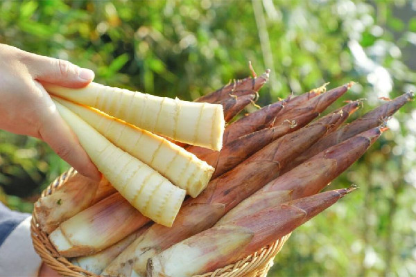 春筍幾月份長(zhǎng)出來 春筍是什么竹子的筍