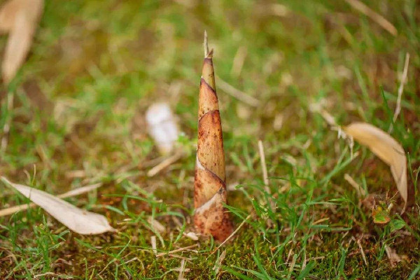 春筍的嘌呤高嗎 春筍痛風(fēng)的人可以吃嗎 春筍的嘌呤高嗎 春筍痛風(fēng)的人可以吃嗎