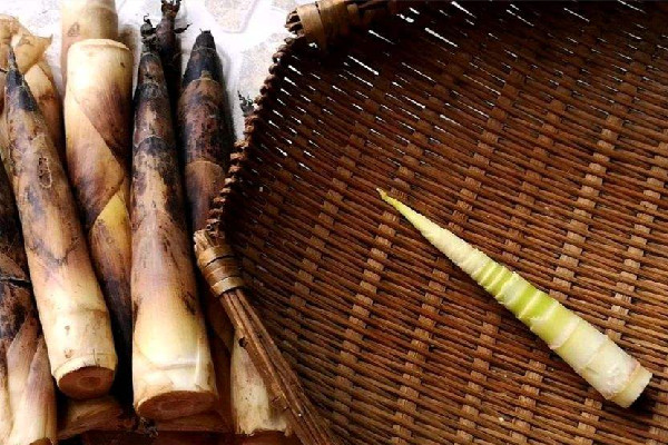 春筍需要焯水嗎 春筍焯水用冷水還是熱水 春筍需要焯水嗎 春筍焯水用冷水還是熱水