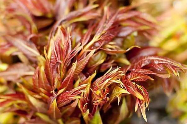 香椿有多少種類 香椿有什么營養(yǎng)價值 香椿有多少種類 香椿有什么營養(yǎng)價值