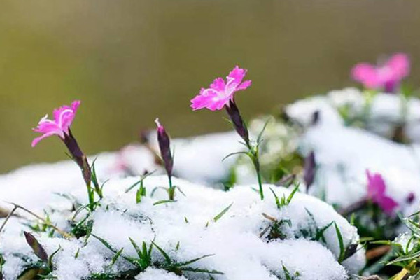 倒春寒有什么預(yù)兆 倒春寒會(huì)很冷嗎 倒春寒有什么預(yù)兆 倒春寒會(huì)很冷嗎