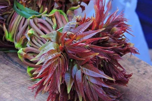 香椿是刺嫩芽嗎 香椿要不要焯水 香椿是刺嫩芽嗎 香椿要不要焯水