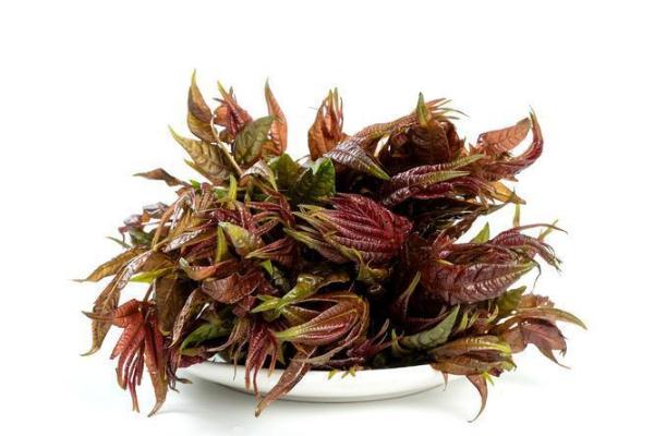 香椿有多少種類 香椿有什么營養(yǎng)價值 香椿有多少種類 香椿有什么營養(yǎng)價值