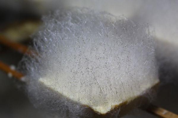 毛豆腐孕婦可以吃嗎 毛豆腐的來(lái)源和歷史 毛豆腐孕婦可以吃嗎 毛豆腐的來(lái)源和歷史