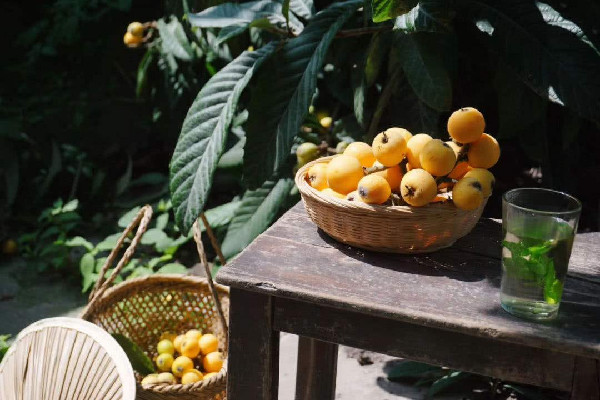 枇杷和牛奶可以一起吃嗎 枇杷不適合什么人吃 枇杷和牛奶可以一起吃嗎 枇杷不適合什么人吃