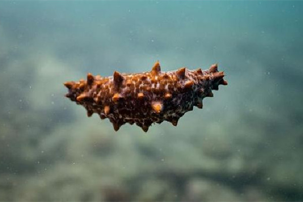 國(guó)足吃海參是什么梗 國(guó)足吃海參的由來(lái)