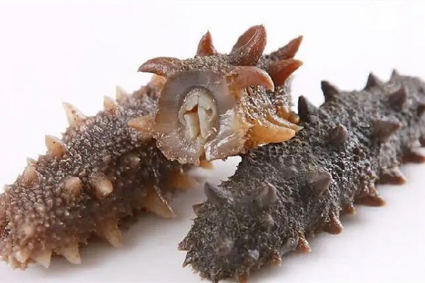 國(guó)足吃海參是什么梗 國(guó)足吃海參的由來(lái)