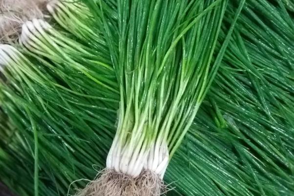 小蔥孕婦能吃嗎 小蔥是熱性還是涼性 小蔥孕婦能吃嗎 小蔥是熱性還是涼性