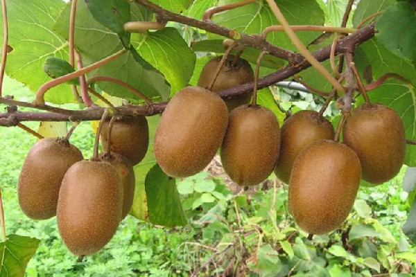 獼猴桃和奇異果的區(qū)別 獼猴桃和奇異果哪個(gè)好吃 獼猴桃和奇異果的區(qū)別 獼猴桃和奇異果哪個(gè)好吃