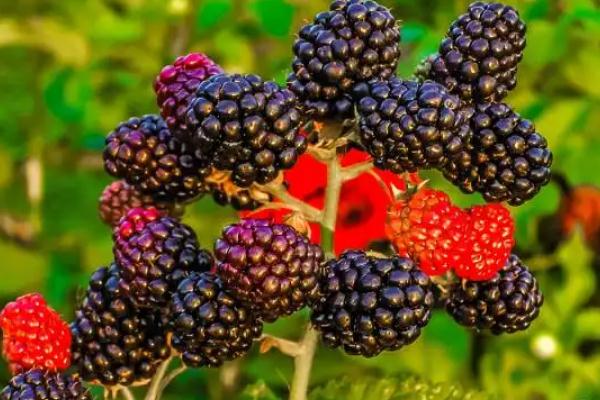 黑樹莓有刺嗎 黑樹莓有什么營(yíng)養(yǎng)
