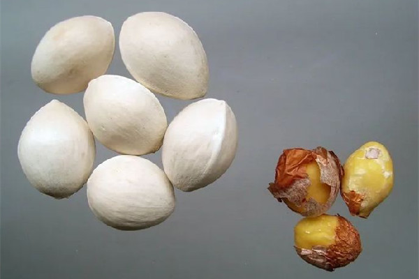 白果煲湯搭配什么最好 白果煲湯要去皮嗎 白果煲湯搭配什么最好 白果煲湯要去皮嗎