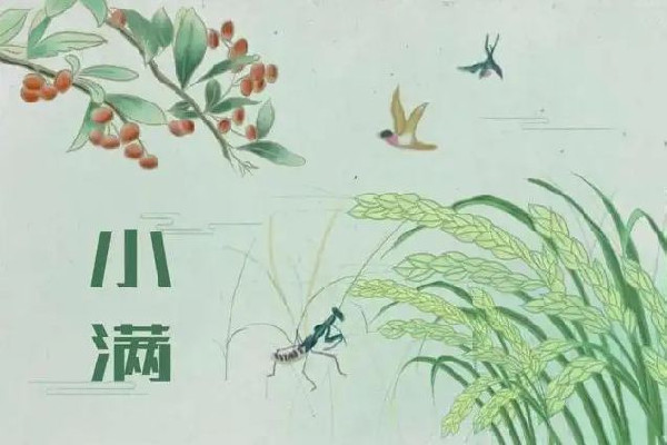 小滿(mǎn)吃什么傳統(tǒng)食物 小滿(mǎn)要吃餃子嗎