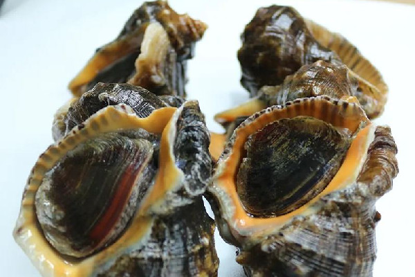 大海螺死了幾個小時能吃嗎 大海螺死了是什么樣子 大海螺死了幾個小時能吃嗎 大海螺死了是什么樣子
