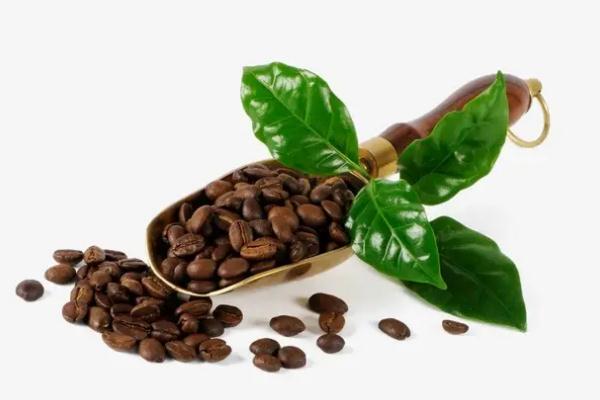 咖啡豆哪個(gè)牌子好喝 咖啡豆是什么樹的果實(shí)
