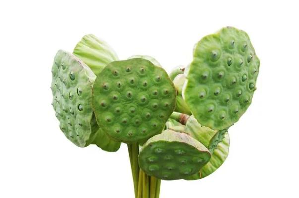 蓮蓬是長在荷花里面的嗎 蓮蓬是荷花謝了以后長出來的嗎 蓮蓬是長在荷花里面的嗎 蓮蓬是荷花謝了以后長出來的嗎