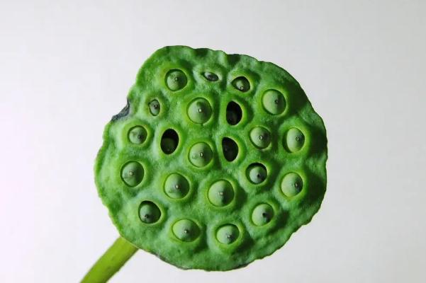 蓮蓬是長在荷花里面的嗎 蓮蓬是荷花謝了以后長出來的嗎 蓮蓬是長在荷花里面的嗎 蓮蓬是荷花謝了以后長出來的嗎