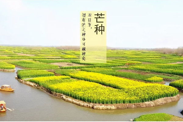 芒種的寓意和象征 芒種有什么特點 芒種的寓意和象征 芒種有什么特點