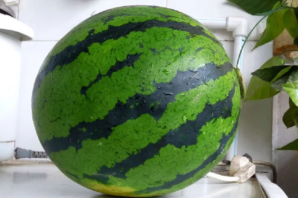 西瓜怎么看熟了沒(méi)熟 西瓜拍著清脆好還是沉重好