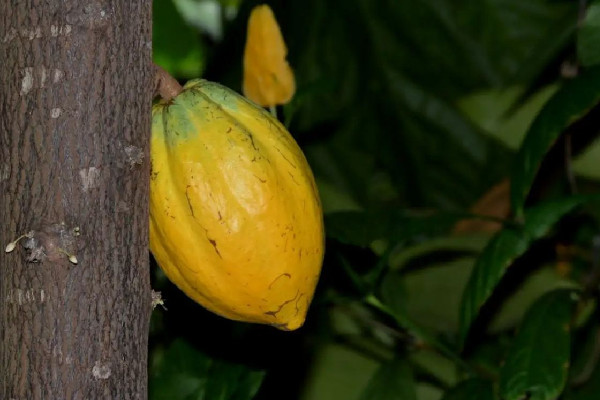 可可果是咖啡豆嗎 可可果和咖啡豆的區(qū)別 可可果是咖啡豆嗎 可可果和咖啡豆的區(qū)別