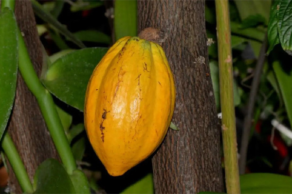 可可果怎么做成巧克力 可可果做巧克力為什么要發(fā)酵 可可果怎么做成巧克力 可可果做巧克力為什么要發(fā)酵