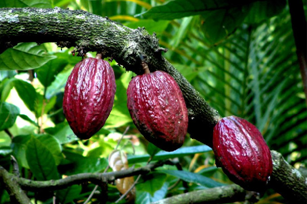 可可果怎么做成巧克力 可可果做巧克力為什么要發(fā)酵 可可果怎么做成巧克力 可可果做巧克力為什么要發(fā)酵