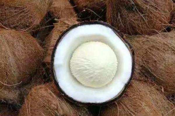 椰寶要怎么打開 椰寶要放冰箱嗎 椰寶要怎么打開 椰寶要放冰箱嗎