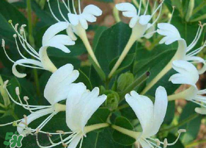 金銀花多少錢一斤2022 曬干金銀花多少錢一斤 金銀花多少錢一斤2022 曬干金銀花多少錢一斤