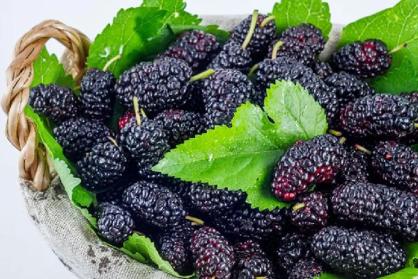 桑葚可以補(bǔ)腎壯陽嗎 桑葚怎么吃效果最好 桑葚可以補(bǔ)腎壯陽嗎 桑葚怎么吃效果最好